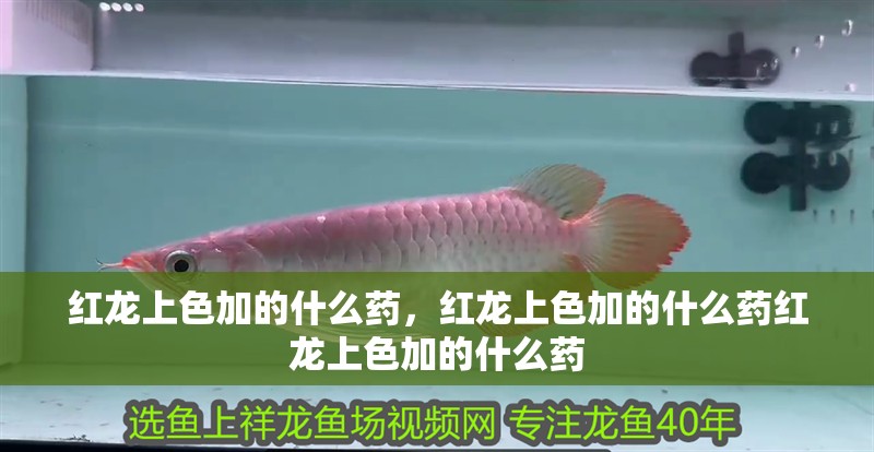 紅龍上色加的什么藥，紅龍上色加的什么藥紅龍上色加的什么藥