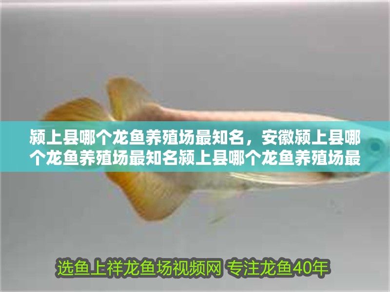 潁上縣哪個(gè)龍魚(yú)養(yǎng)殖場(chǎng)最知名，安徽潁上縣哪個(gè)龍魚(yú)養(yǎng)殖場(chǎng)最知名潁上縣哪個(gè)龍魚(yú)養(yǎng)殖場(chǎng)最有經(jīng)驗(yàn)