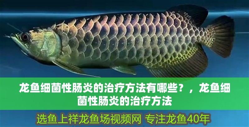 龍魚細菌性腸炎的治療方法有哪些？，龍魚細菌性腸炎的治療方法