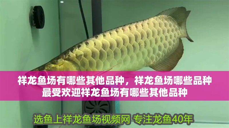 祥龍魚場(chǎng)有哪些其他品種，祥龍魚場(chǎng)哪些品種最受歡迎祥龍魚場(chǎng)有哪些其他品種