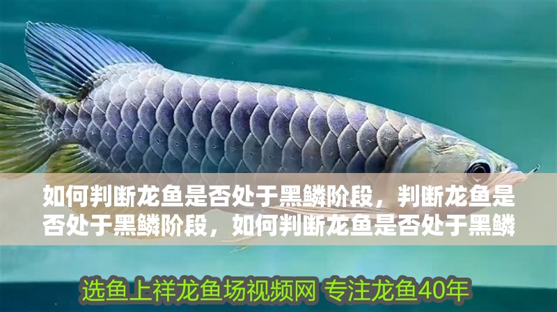 如何判斷龍魚是否處于黑鱗階段，判斷龍魚是否處于黑鱗階段，如何判斷龍魚是否處于黑鱗階段