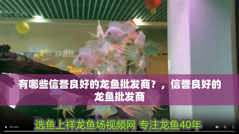有哪些信譽良好的龍魚批發商？，信譽良好的龍魚批發商