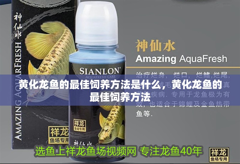 黃化龍魚的最佳飼養(yǎng)方法是什么，黃化龍魚的最佳飼養(yǎng)方法