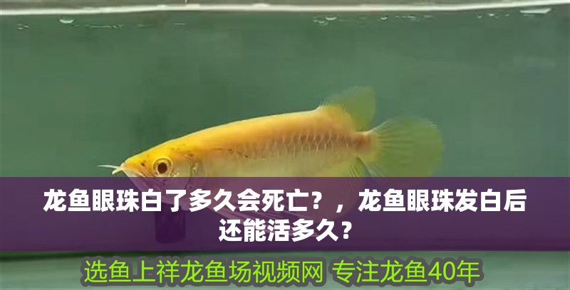 龍魚眼珠白了多久會死亡？，龍魚眼珠發白后還能活多久？