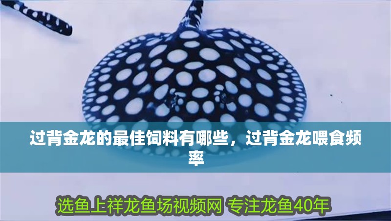 過背金龍的最佳飼料有哪些，過背金龍喂食頻率