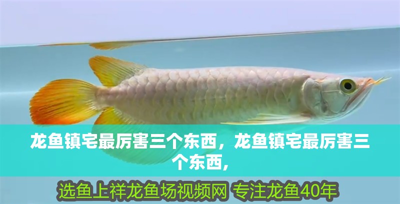 龍魚鎮宅最厲害三個東西，龍魚鎮宅最厲害三個東西,