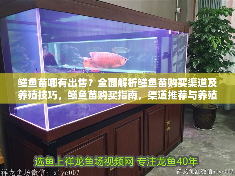 鱔魚苗哪有出售？全面解析鱔魚苗購買渠道及養殖技巧，鱔魚苗購買指南，渠道推薦與養殖技巧全解析