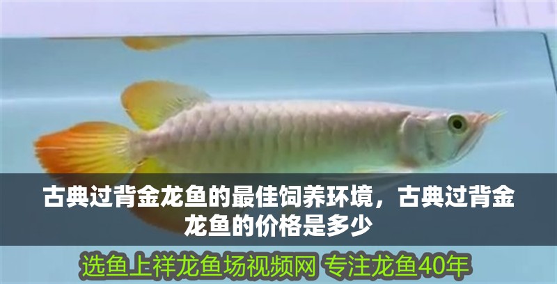 古典過背金龍魚的最佳飼養環境，古典過背金龍魚的價格是多少