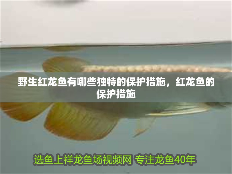 野生紅龍魚有哪些獨特的保護措施，紅龍魚的保護措施
