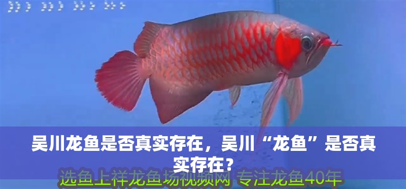 吳川龍魚是否真實存在，吳川“龍魚”是否真實存在？