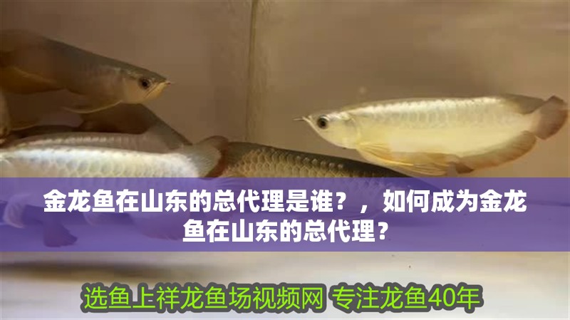 金龍魚在山東的總代理是誰？，如何成為金龍魚在山東的總代理？