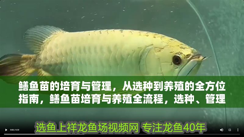 鱔魚苗的培育與管理，從選種到養殖的全方位指南，鱔魚苗培育與養殖全流程，選種、管理及高效養殖技術指南