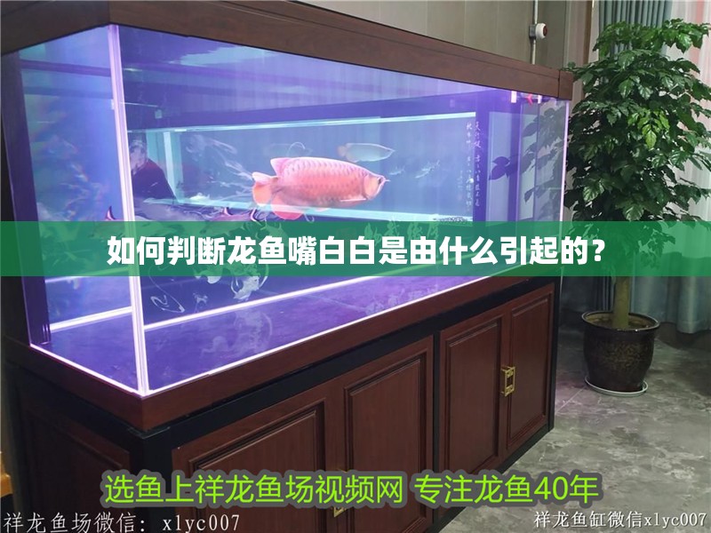 如何判斷龍魚嘴白白是由什么引起的？