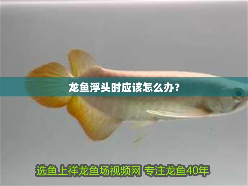 龍魚浮頭時應該怎么辦？