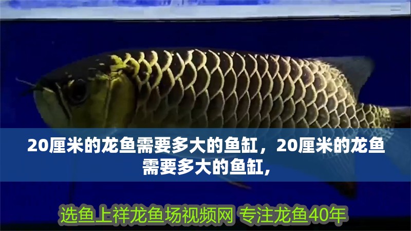 20厘米的龍魚需要多大的魚缸，20厘米的龍魚需要多大的魚缸,