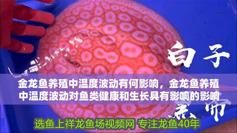 金龍魚養殖中溫度波動有何影響，金龍魚養殖中溫度波動對魚類健康和生長具有影響的影響
