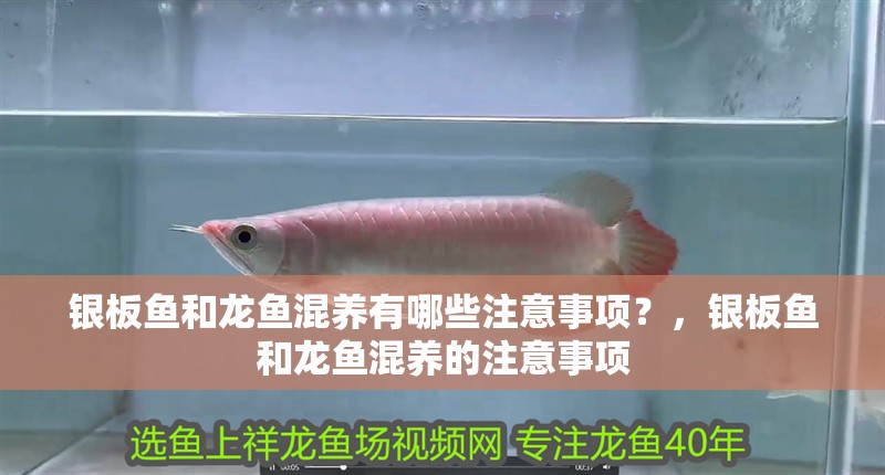 銀板魚和龍魚混養有哪些注意事項？，銀板魚和龍魚混養的注意事項