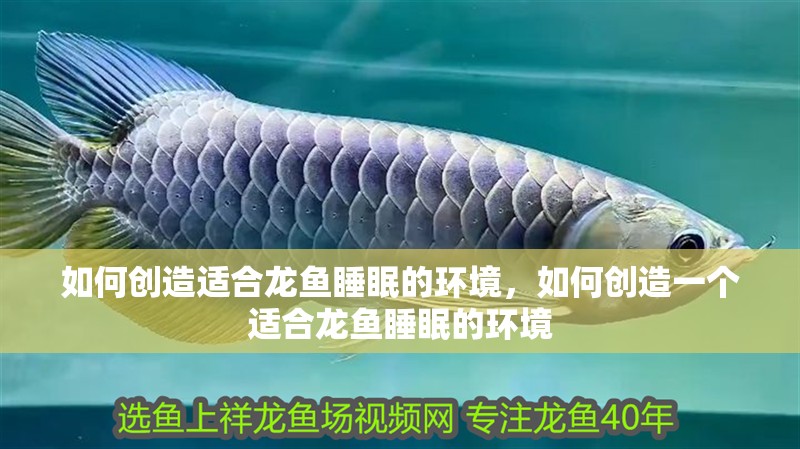 如何創造適合龍魚睡眠的環境，如何創造一個適合龍魚睡眠的環境