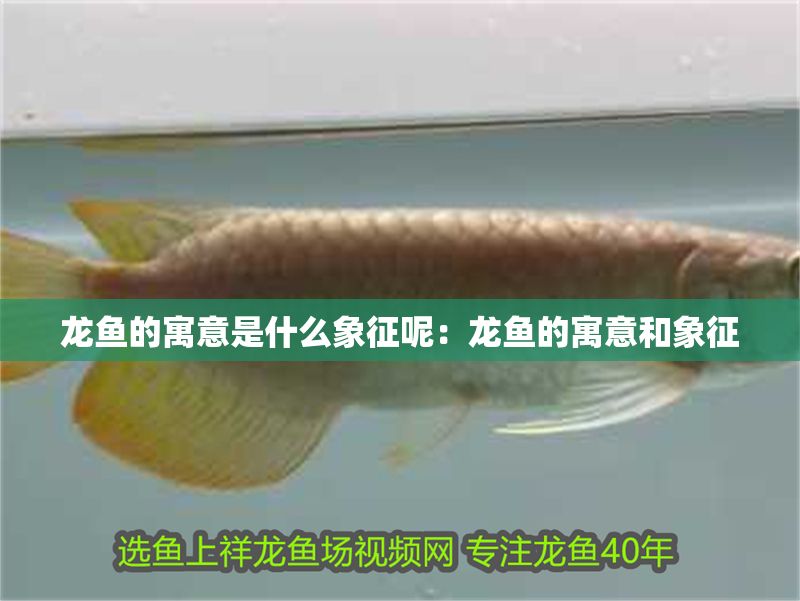 龍魚的寓意是什么象征呢：龍魚的寓意和象征