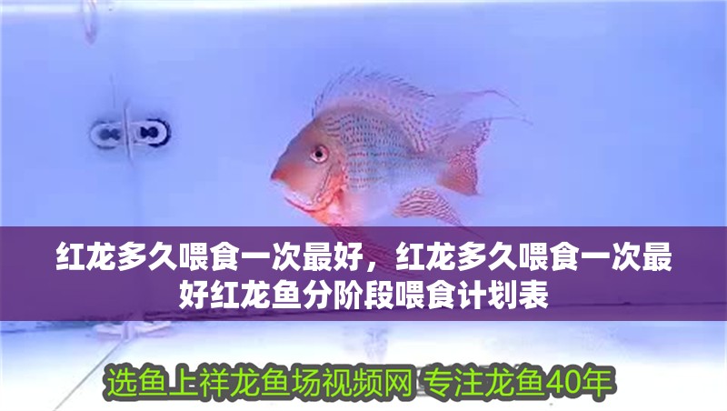紅龍多久喂食一次最好，紅龍多久喂食一次最好紅龍魚分階段喂食計(jì)劃表