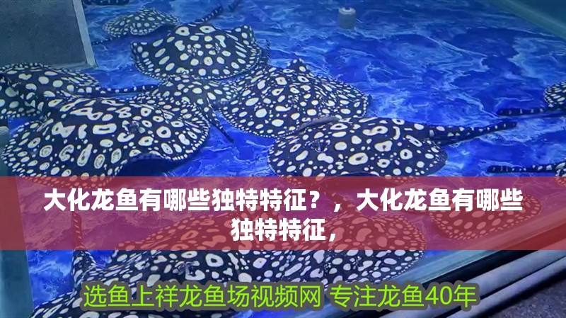 大化龍魚有哪些獨特特征?,大化龍魚有哪些獨特特征,