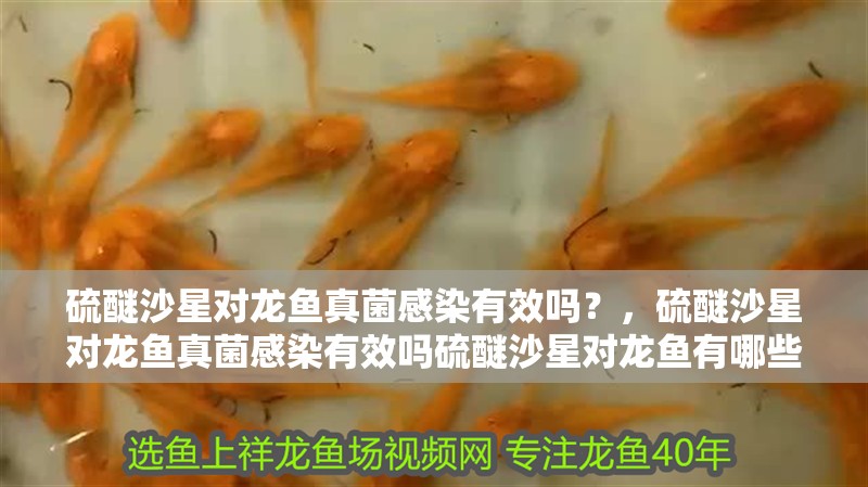 硫醚沙星對(duì)龍魚真菌感染有效嗎？，硫醚沙星對(duì)龍魚真菌感染有效嗎硫醚沙星對(duì)龍魚有哪些副作用