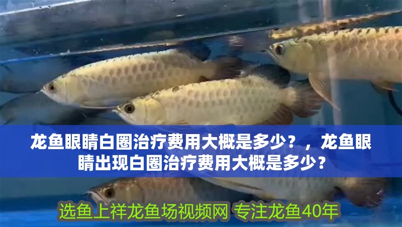 龍魚眼睛白圈治療費用大概是多少？，龍魚眼睛出現(xiàn)白圈治療費用大概是多少？