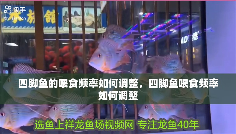 四腳魚的喂食頻率如何調整，四腳魚喂食頻率如何調整