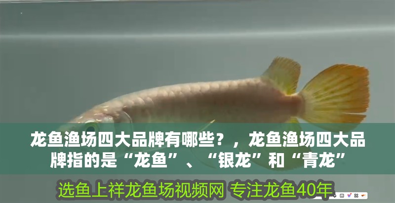 龍魚漁場(chǎng)四大品牌有哪些？，龍魚漁場(chǎng)四大品牌指的是“龍魚”、“銀龍”和“青龍”