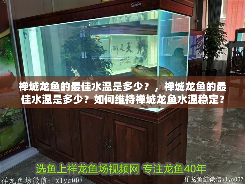 禪城龍魚的最佳水溫是多少？，禪城龍魚的最佳水溫是多少？如何維持禪城龍魚水溫穩定？