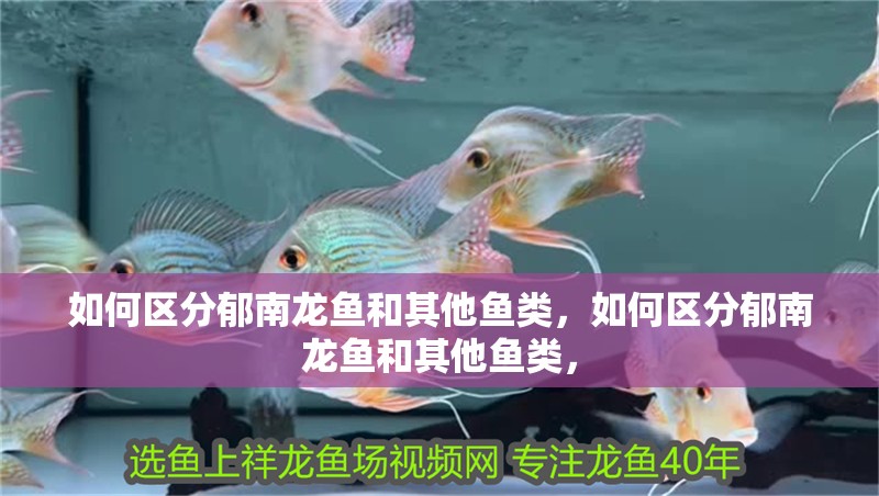 如何區(qū)分郁南龍魚和其他魚類，如何區(qū)分郁南龍魚和其他魚類，