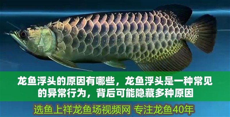 龍魚浮頭的原因有哪些，龍魚浮頭是一種常見的異常行為，背后可能隱藏多種原因