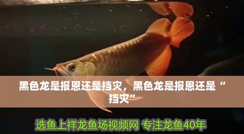 黑色龍是報恩還是擋災，黑色龍是報恩還是“擋災”