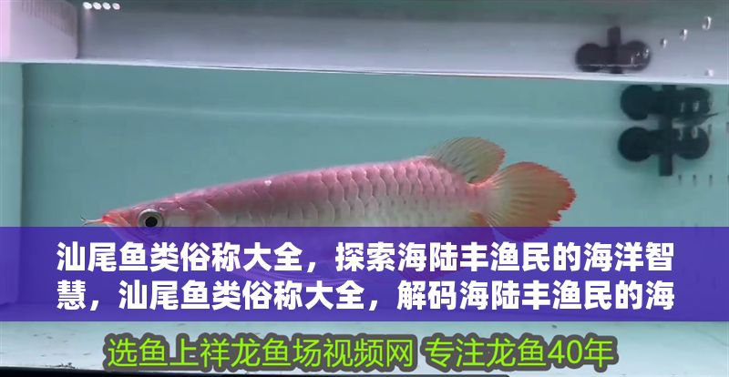 汕尾魚類俗稱大全，探索海陸豐漁民的海洋智慧，汕尾魚類俗稱大全，解碼海陸豐漁民的海洋智慧