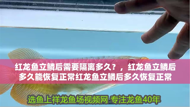 紅龍魚立鱗后需要隔離多久?,紅龍魚立鱗后多久能恢復(fù)正常紅龍魚立鱗后多久恢復(fù)正常