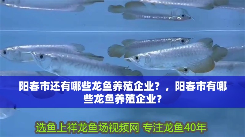 陽春市還有哪些龍魚養(yǎng)殖企業(yè)？，陽春市有哪些龍魚養(yǎng)殖企業(yè)？