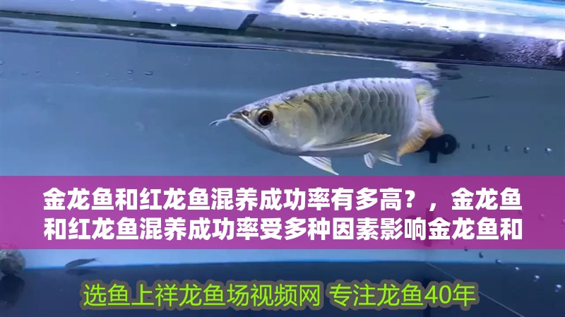 金龍魚和紅龍魚混養成功率有多高？，金龍魚和紅龍魚混養成功率受多種因素影響金龍魚和紅龍魚混養案例