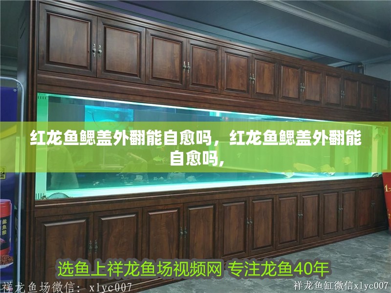 紅龍魚鰓蓋外翻能自愈嗎，紅龍魚鰓蓋外翻能自愈嗎,
