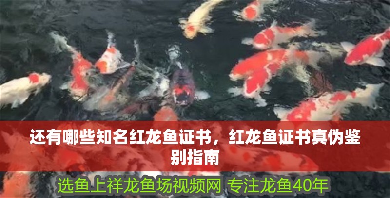 還有哪些知名紅龍魚證書，紅龍魚證書真偽鑒別指南