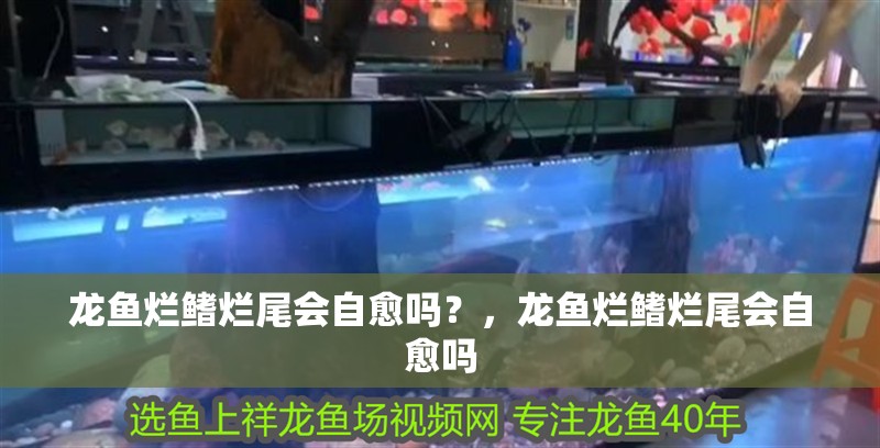 龍魚爛鰭爛尾會自愈嗎？，龍魚爛鰭爛尾會自愈嗎
