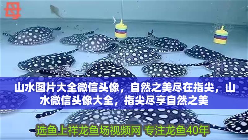 山水圖片大全微信頭像，自然之美盡在指尖，山水微信頭像大全，指尖盡享自然之美