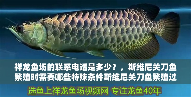 祥龍魚場的聯(lián)系電話是多少？，斯維尼關刀魚繁殖時需要哪些特殊條件斯維尼關刀魚繁殖過程