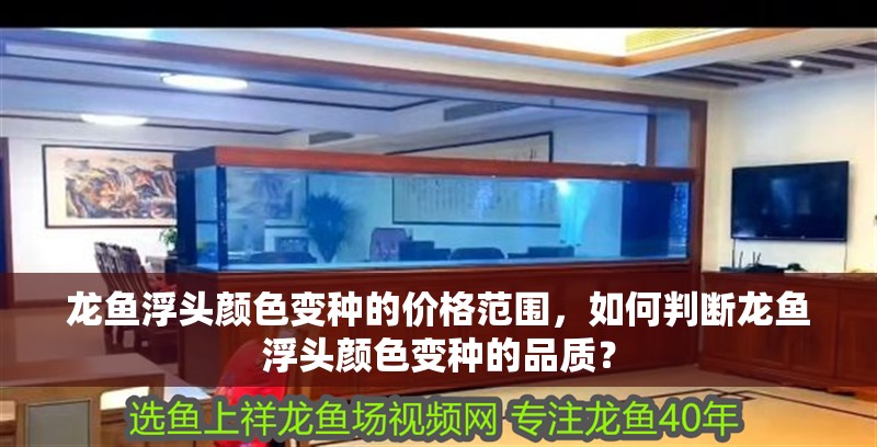 龍魚浮頭顏色變種的價格范圍，如何判斷龍魚浮頭顏色變種的品質？