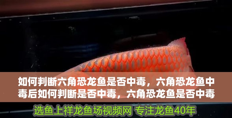 如何判斷六角恐龍魚(yú)是否中毒，六角恐龍魚(yú)中毒后如何判斷是否中毒，六角恐龍魚(yú)是否中毒