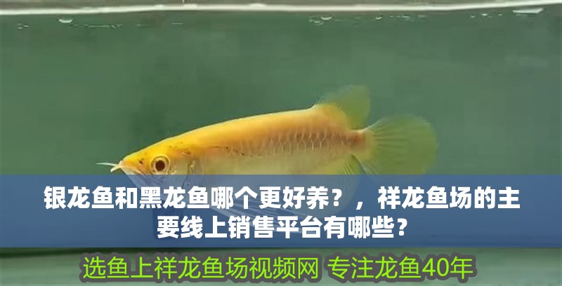 銀龍魚和黑龍魚哪個更好養(yǎng)？，祥龍魚場的主要線上銷售平臺有哪些？