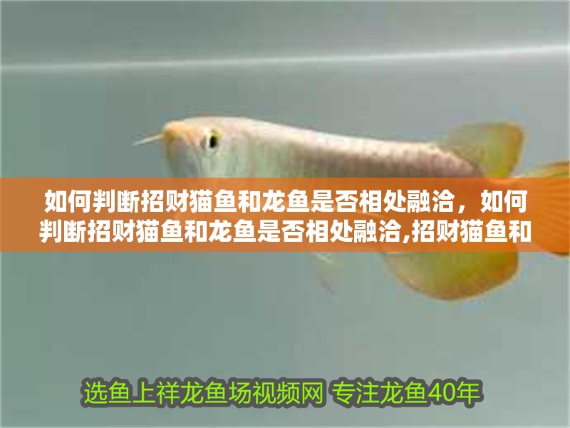 如何判斷招財貓魚和龍魚是否相處融洽，如何判斷招財貓魚和龍魚是否相處融洽,招財貓魚和龍魚混養有哪些成功案例