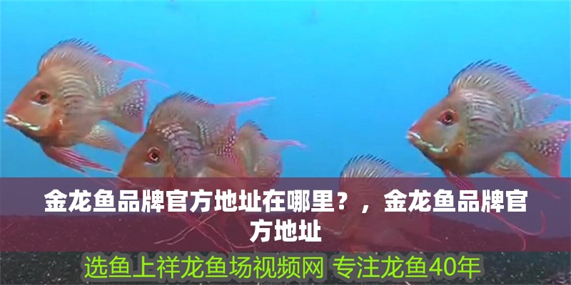 金龍魚品牌官方地址在哪里？，金龍魚品牌官方地址