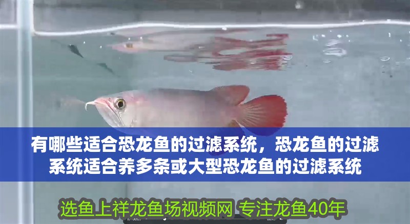 有哪些適合恐龍魚的過濾系統，恐龍魚的過濾系統適合養多條或大型恐龍魚的過濾系統