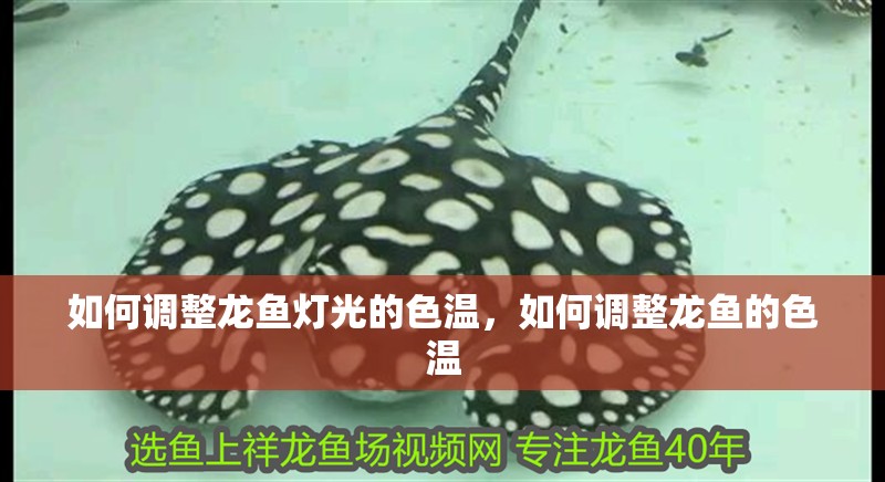 如何調整龍魚燈光的色溫,如何調整龍魚的色溫