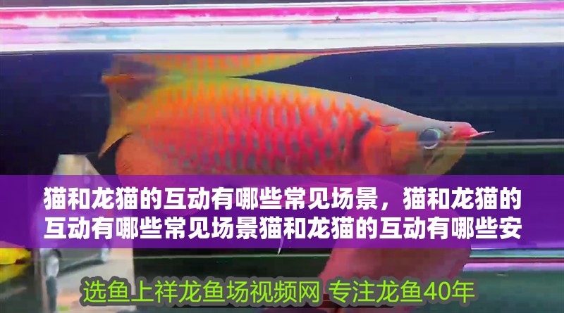 貓和龍貓的互動有哪些常見場景，貓和龍貓的互動有哪些常見場景貓和龍貓的互動有哪些安全注意事項